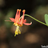 Crimson Columbine