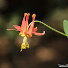 Crimson Columbine