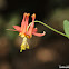 Crimson Columbine