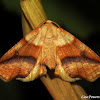 Straight-lined Plagodis Moth