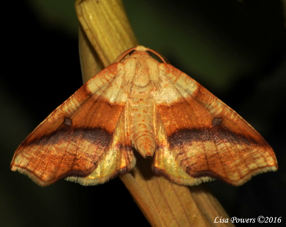 Straight-lined Plagodis Moth