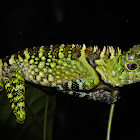 Borneo Anglehead Lizard