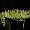 Borneo Anglehead Lizard