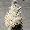 Gypsy Moth Caterpillars and Egg Mass