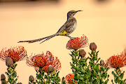 The World Wildlife Fund SA's 'Bring Nature Inside' playlist features the sound of a Cape sugarbird.