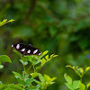 Great Eggfly