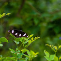 Great Eggfly