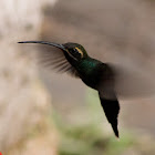 White-whiskered hermit