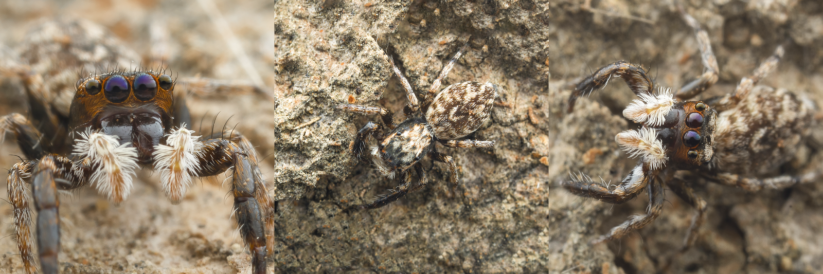 A trunk-dwelling jumping spider blending into the bark of a tree