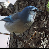 Western Scrub Jay