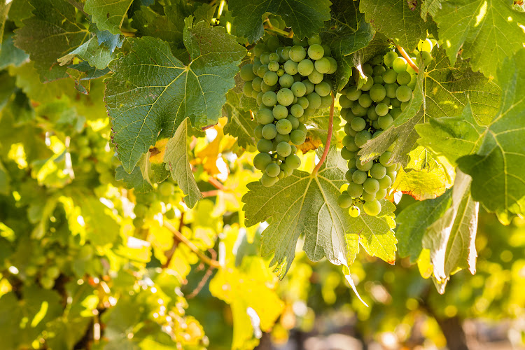 Sauvignon blanc is the perfect addition to long lunches and dinner this spring.