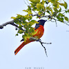 Scarlet Minivet (♂) / रानीचरी