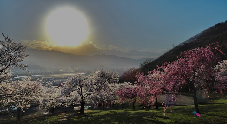 パジェロイオの桜追跡・信州・桜コラボ・春の風物詩と愛車・パジェロイオで頑張るに関するカスタム事例の投稿画像1枚目