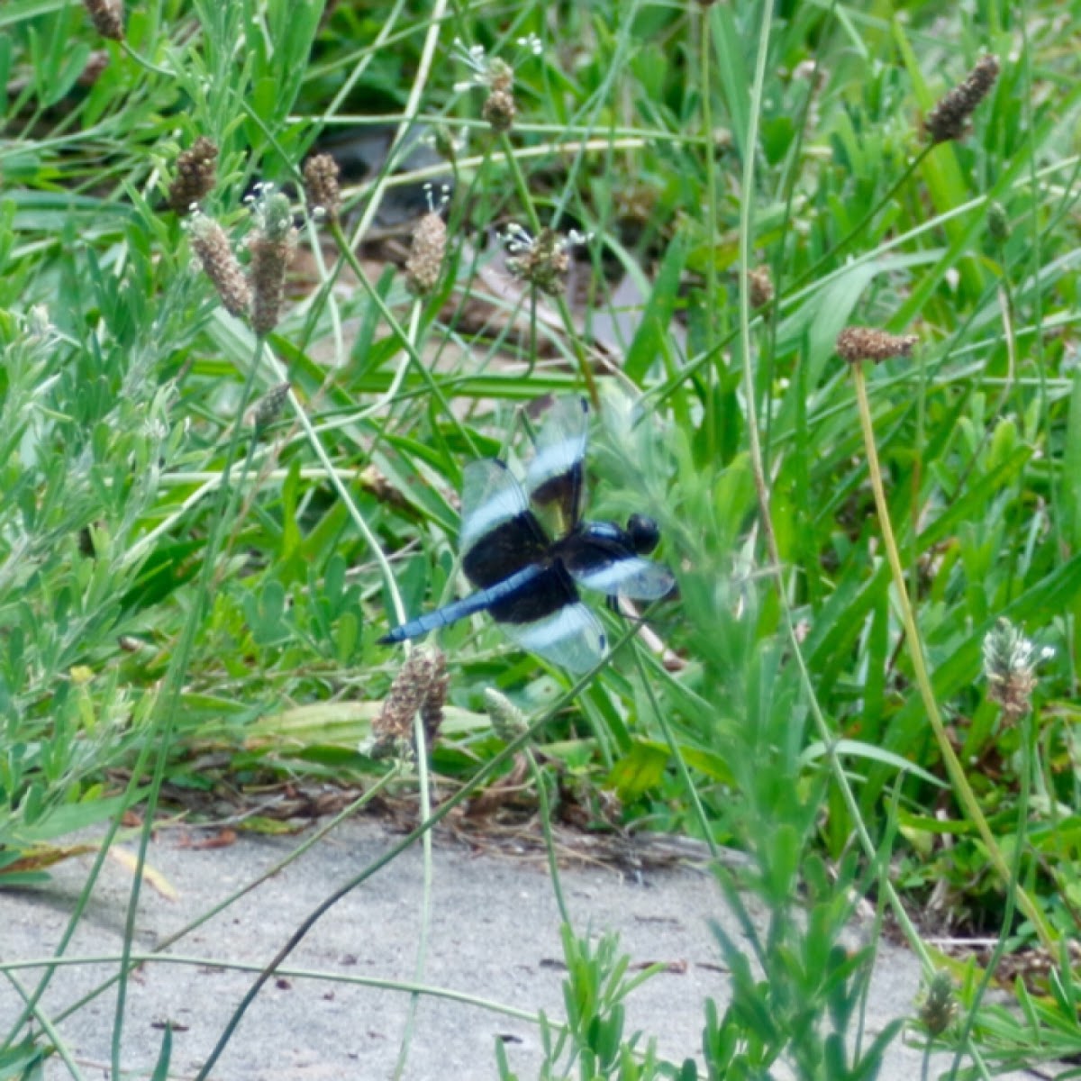 Widow Skimmer