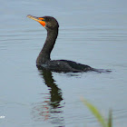 Double-crested Cormorant