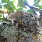 Hummingbirds nest