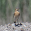 Wheatear; Collalba Gris