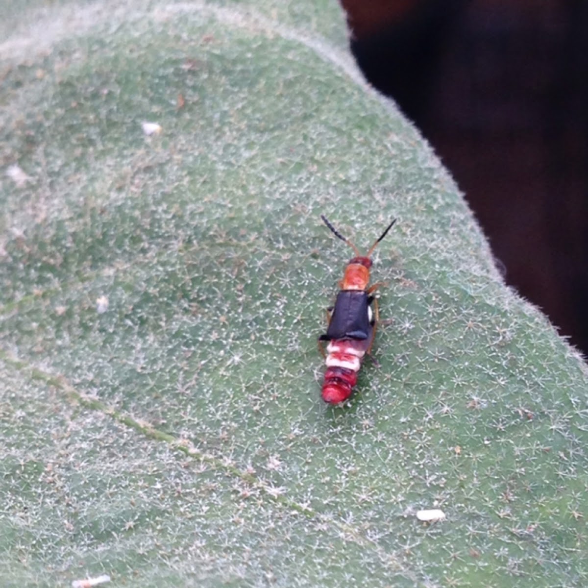 Yellow Soft-winged Flower Beetle