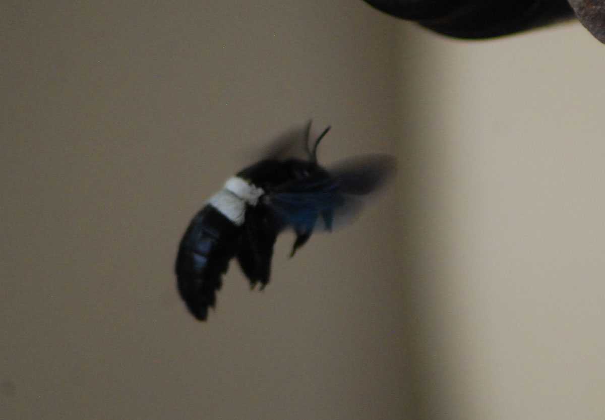 Carpenter Bee (Afrotropical)