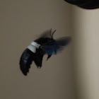 Carpenter Bee (Afrotropical)