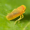 Leaf Hopper