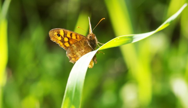 Butterfly di simoneddu