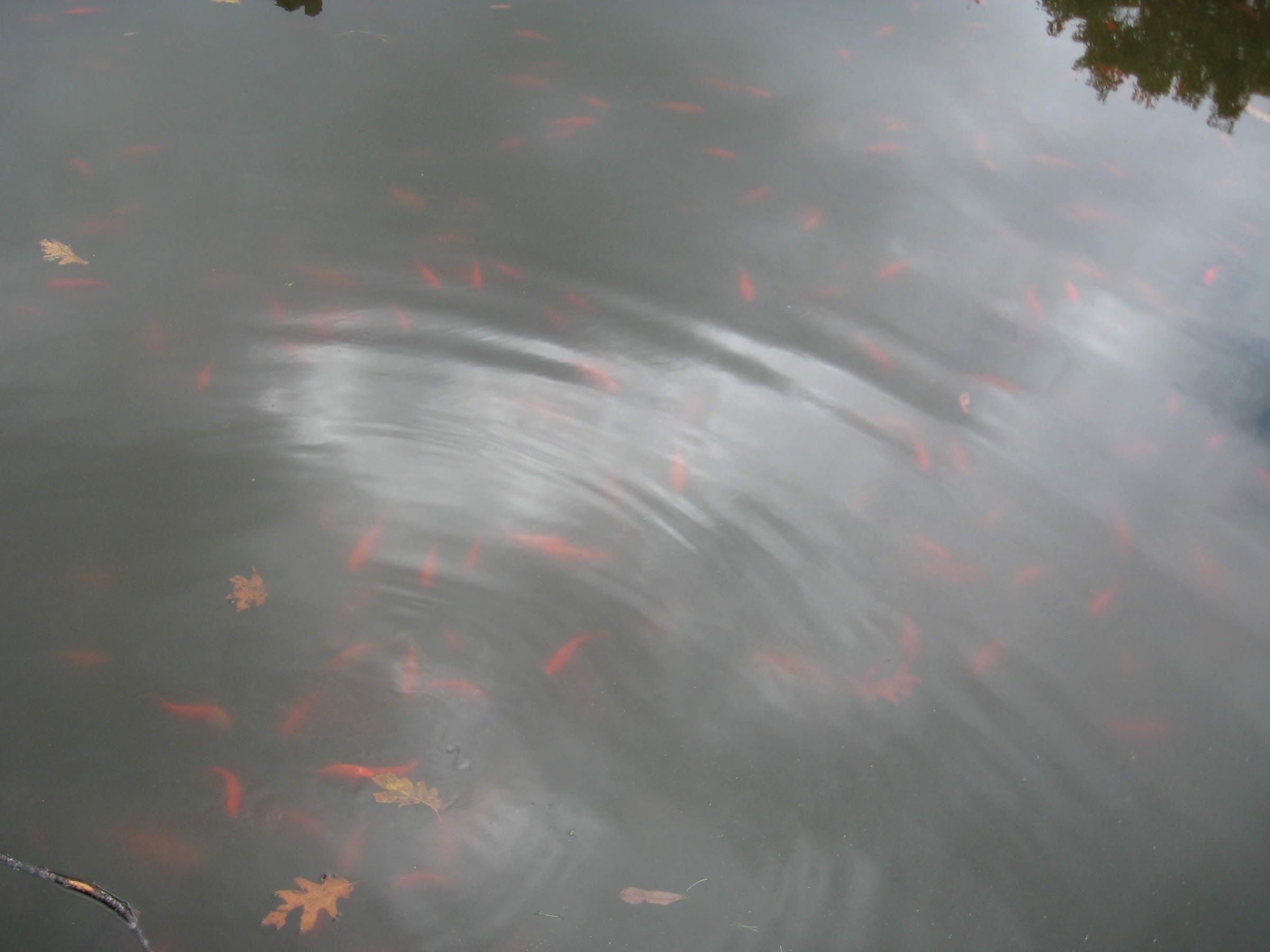 fish pond at the summit