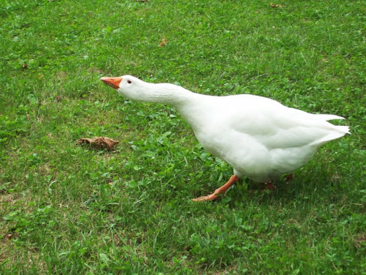 La più bella sono io! di lapattina