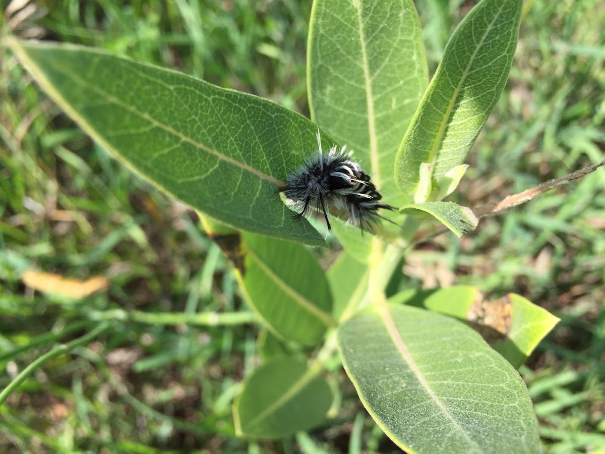 Milkweed Tussock Moth Caterpillar