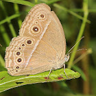 Common Bushbrown