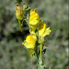 Dalmation Toadflax