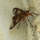 Deer Fly