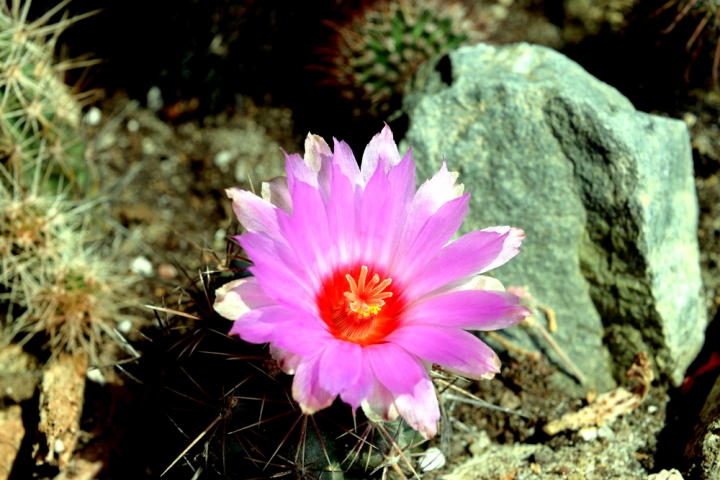 FIORE DI CACTUS di misantrope