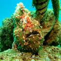 Giant frogfish