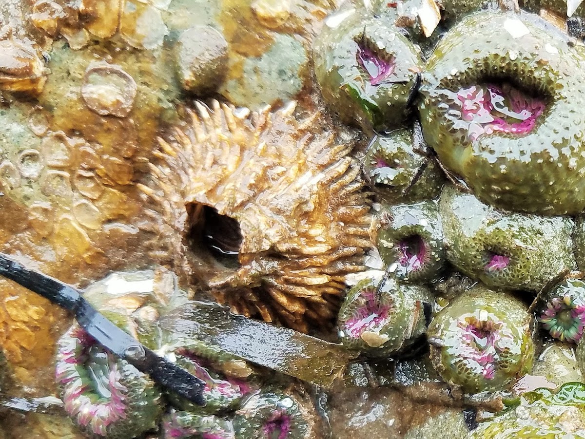 Thatched Barnacle