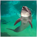 Dolphin Rescue Simulator 3D Apk