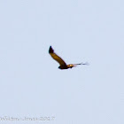 Marsh Harrier; Aguilucho Lagunero