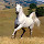 Horses Animals Wallpapers Horses New Tab