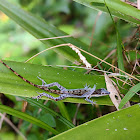 Slender Anole