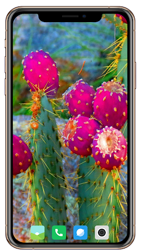 Cactus Flowers HD Wallpaper