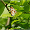 Parathyma sulpitia 殘鍔線蛺蝶