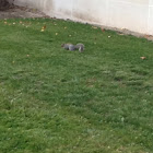 Gray squirrel