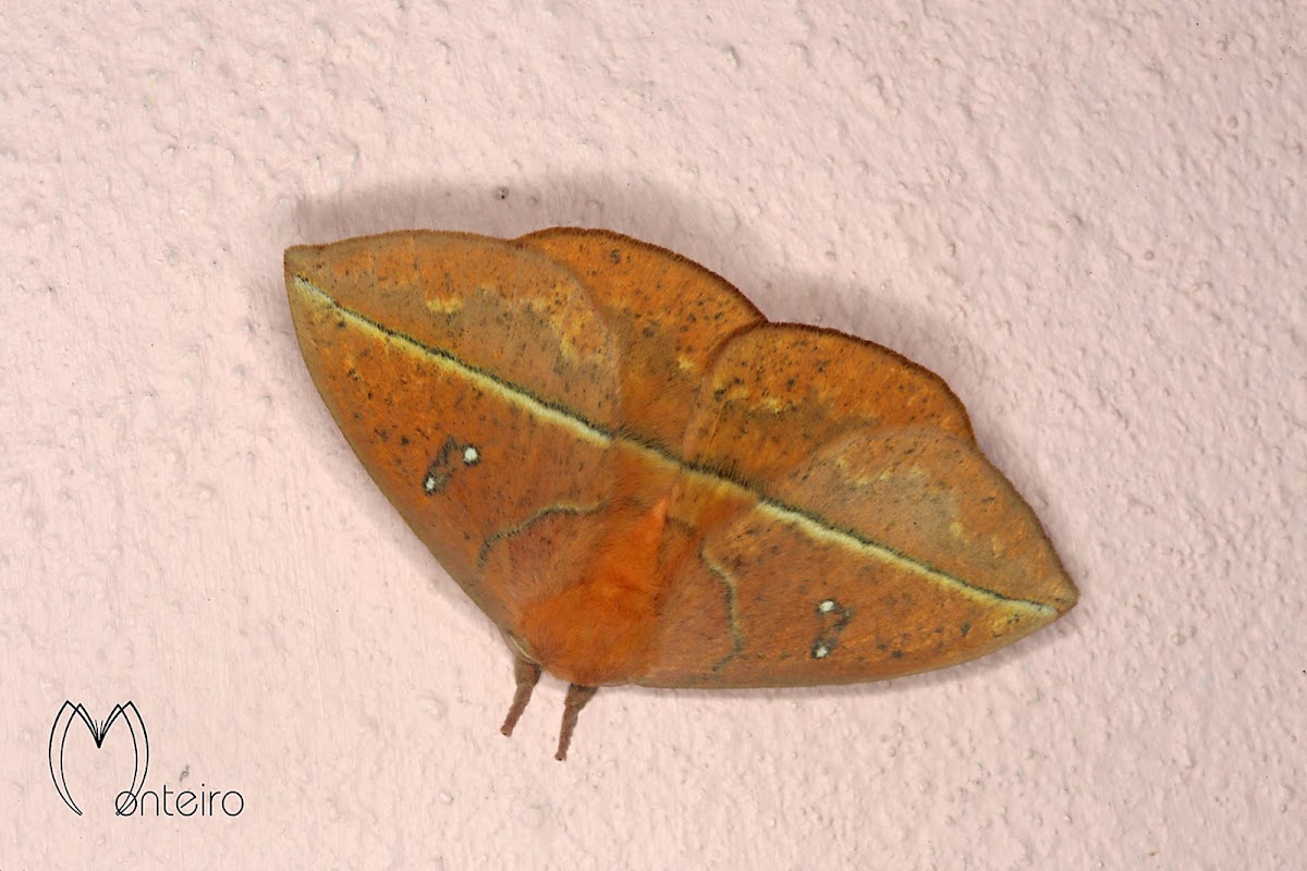 Silkworm moth