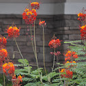 Peacock flower or Barbados Pride