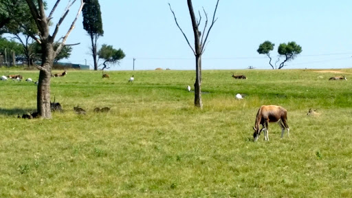 Lion Park South Africa 2015