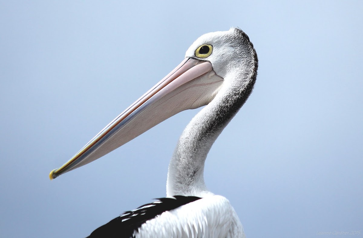 Australian Pelican