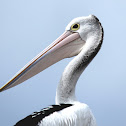 Australian Pelican