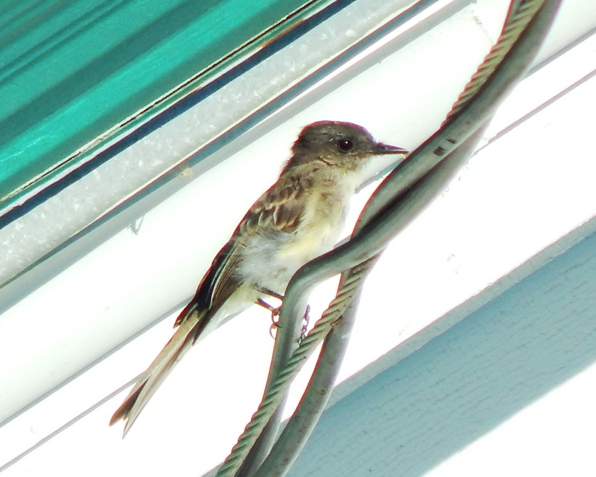 Eastern Phoebe