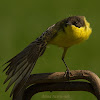 dark-headed wagtail (yellow wagtail)