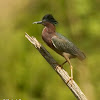 Green heron